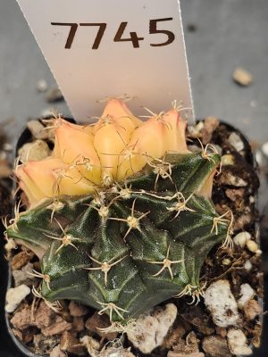 Gymnocalycium Mihanovichii Variegated Cactus Cacti Bright Pink and Dark Green #7745