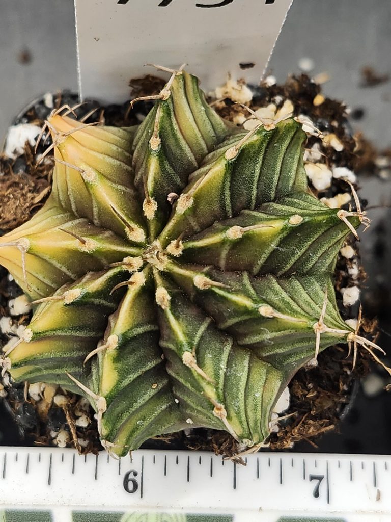 Gymnocalycium Mihanovichii Variegated Cactus Bright Fat and Green with Yellow Ribs #7754