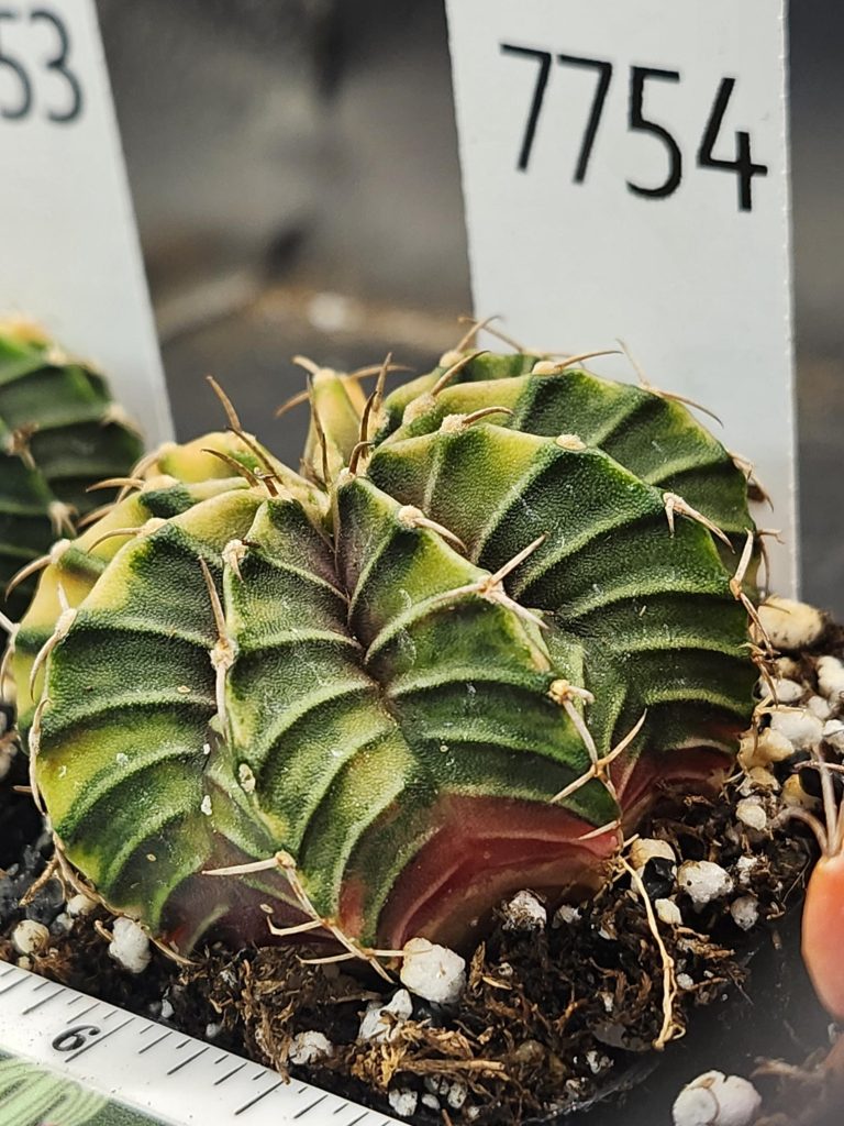 Gymnocalycium Mihanovichii Variegated Cactus Bright Fat and Green with Yellow Ribs #7754 - Image 2