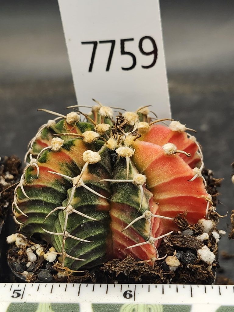 Gymnocalycium Mihanovichii Variegated Cactus Gorgeous ribs and big tufts #7759 - Image 3