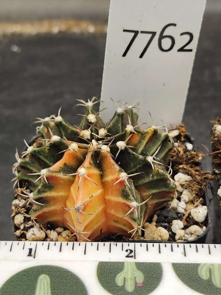 Gymnocalycium Mihanovichii Green Cactus Dark Green with a Peach Slice #7762 - Image 3