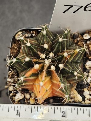 Gymnocalycium Mihanovichii Green Cactus Dark Green with a Peach Slice #7762