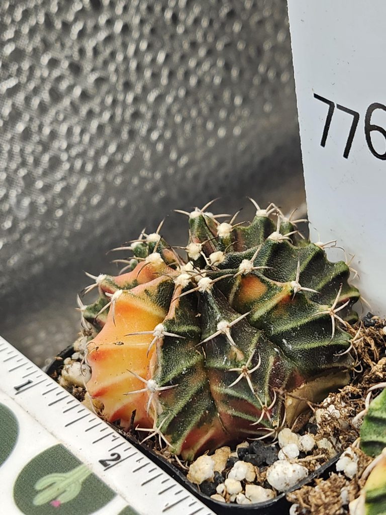 Gymnocalycium Mihanovichii Green Cactus Dark Green with a Peach Slice #7762 - Image 2