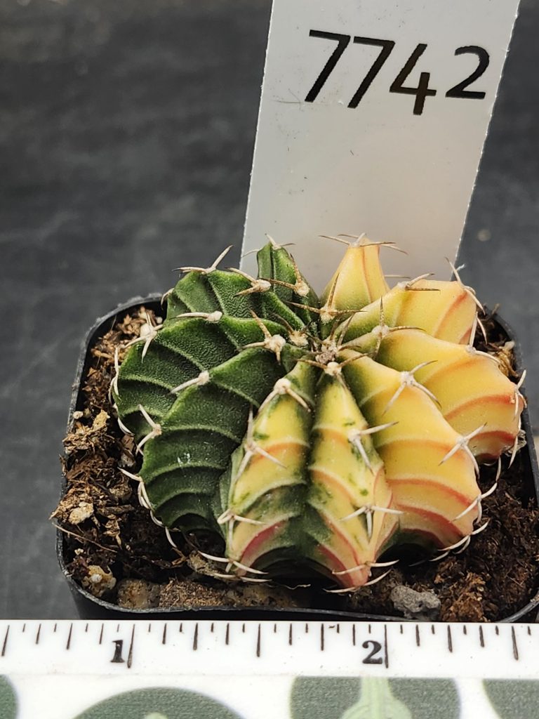 Gymnocalycium Mihanovichii Variegated Cactus Bright Yellow and Green #7742 - Image 3