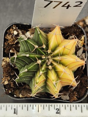 Gymnocalycium Mihanovichii Variegated Cactus Bright Yellow and Green #7742