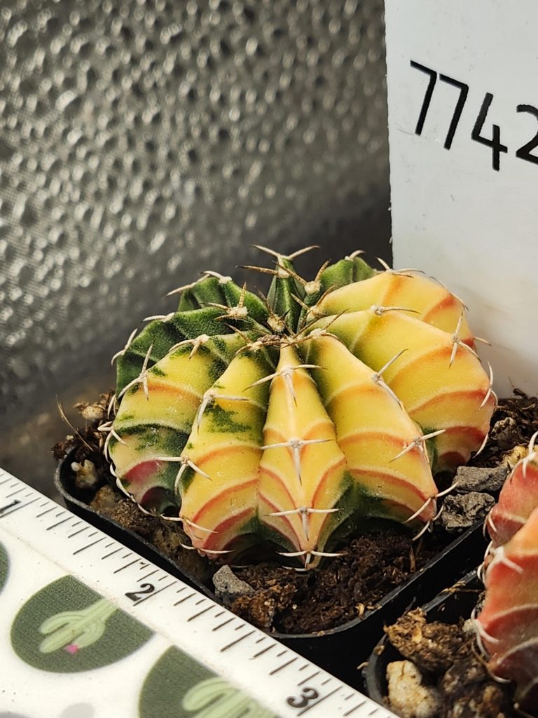 Gymnocalycium Mihanovichii Variegated Cactus Bright Yellow and Green #7742 - Image 2