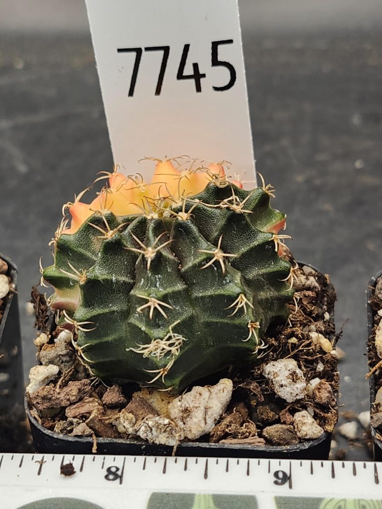 Gymnocalycium Mihanovichii Variegated Cactus Cacti Bright Pink and Dark Green #7745 - Image 3