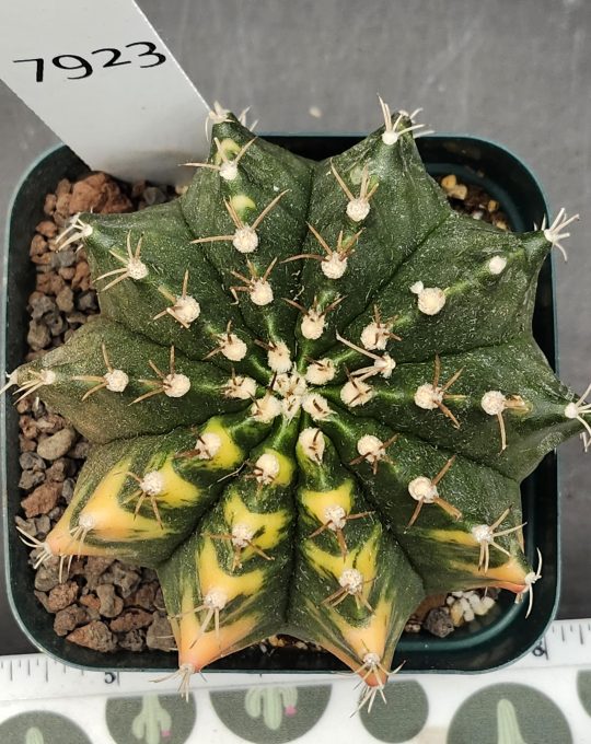 Gymnocalycium Mihanovichii Variegated 3.5in Cactus Full Green with Pie Slice Yellow Patches #7923