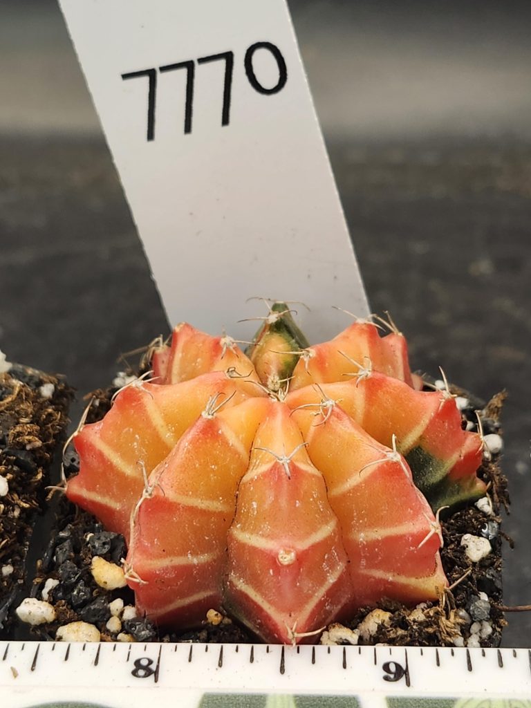 Gymnocalycium Mihanovichii Variegated Cactus Bright Orange with White Cheverons #7770 - Image 3