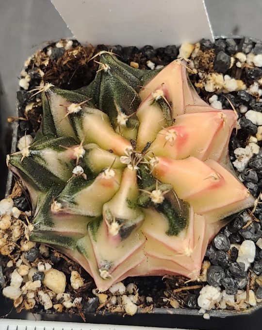 Gymnocalycium Mihanovichii Variegated Cactus White and Dark Green Pink Edges #7773