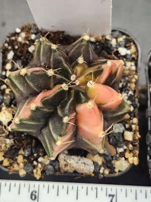 Gymnocalycium Mihanovichii Variegated Cactus Dark Purple with Light Pink #7774