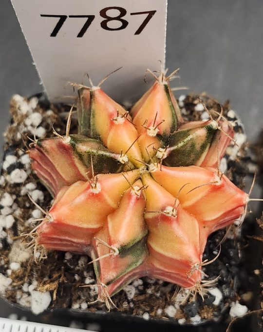 Gymnocalycium Mihanovichii Variegated Cactus Cantaloupe Orange WIth dark Green Splatters #7787