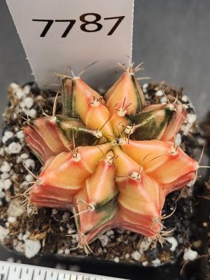 Gymnocalycium Mihanovichii Variegated Cactus Cantaloupe Orange WIth dark Green Splatters #7787