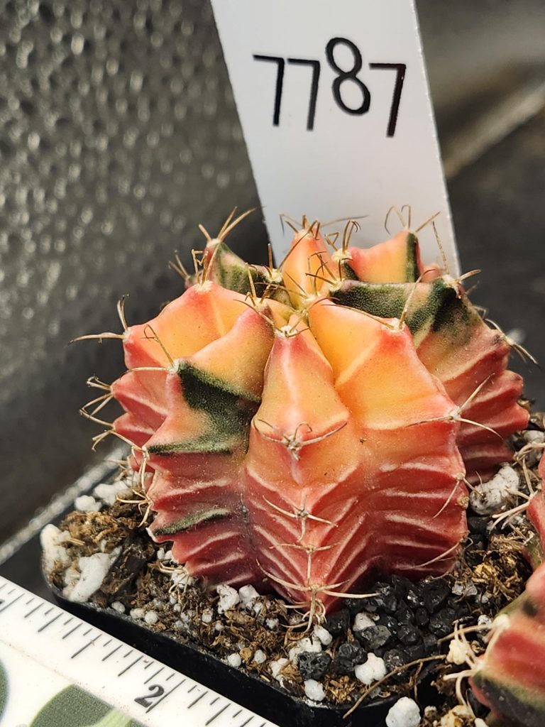 Gymnocalycium Mihanovichii Variegated Cactus Cantaloupe Orange WIth dark Green Splatters #7787 - Image 2