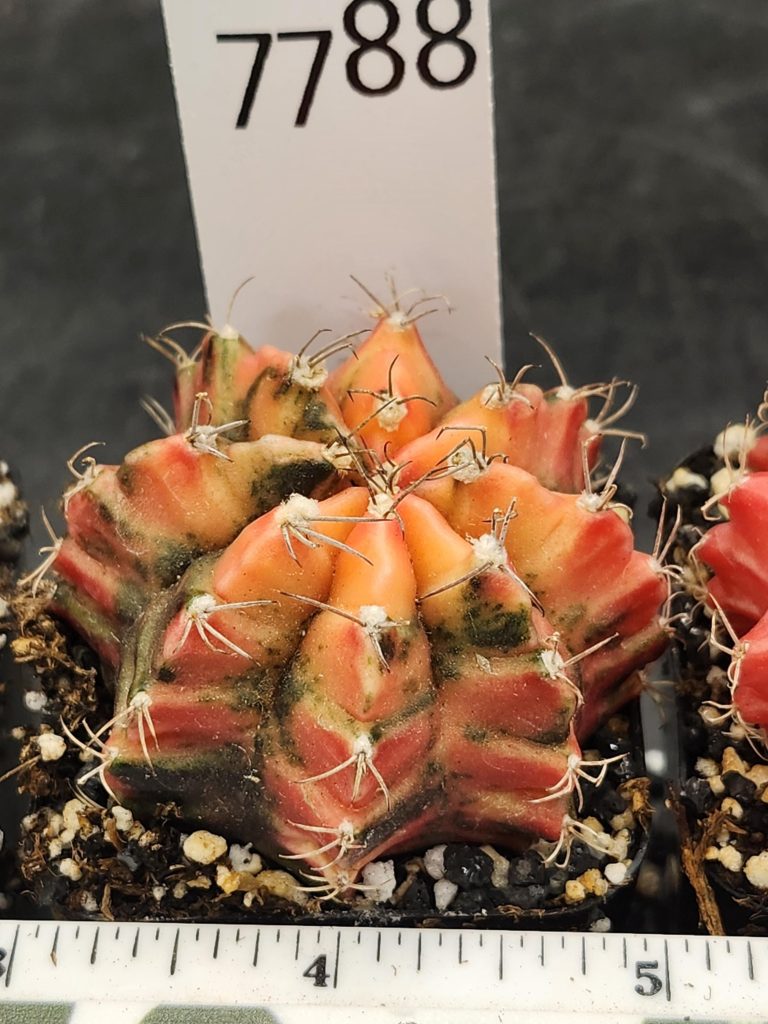 Gymnocalycium Mihanovichii Variegated Orange Colorful Cactus #7788 - Image 3
