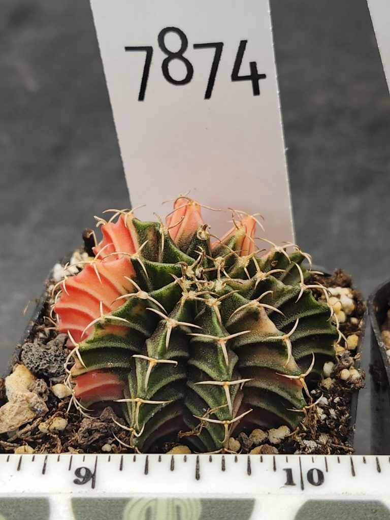 Gymnocalycium Mihanovichii Variegated Dark Sky Cresent Moon #7874 - Image 3