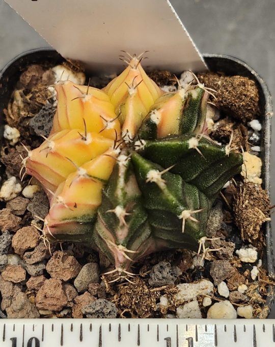 Gymnocalycium Mihanovichii Variegated Cactus Yellow Green Half Moon #7875