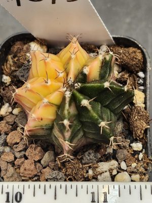 Gymnocalycium Mihanovichii Variegated Cactus Yellow Green Half Moon #7875