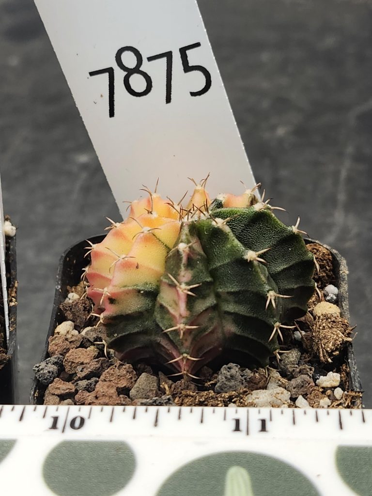 Gymnocalycium Mihanovichii Variegated Cactus Yellow Green Half Moon #7875 - Image 3