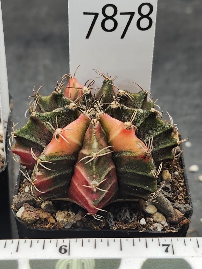 Gymnocalycium Mihanovichii Variegated Dark Green with a Hint of Pink #7878 - Image 3