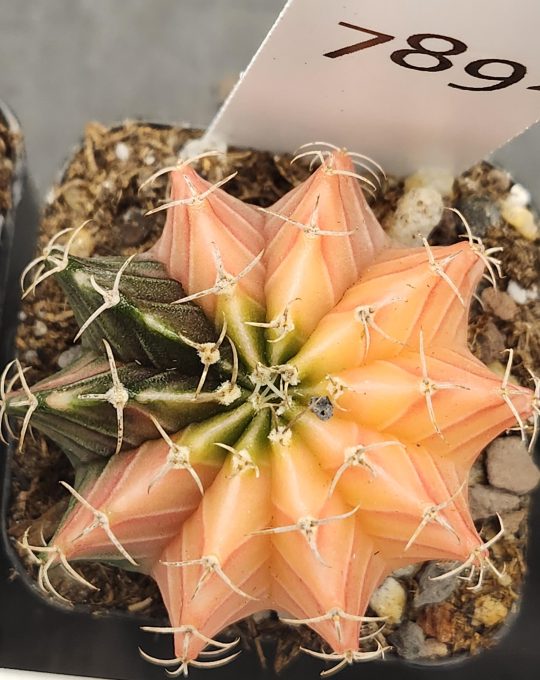 Gymnocalycium Mihanovichii Variegated Yellow Peach Pie Slice #7892