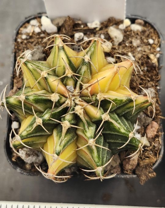 Gymnocalycium Mihanovichii Variegated Gorgeous Yellow and Green with Orange Ribs #7893