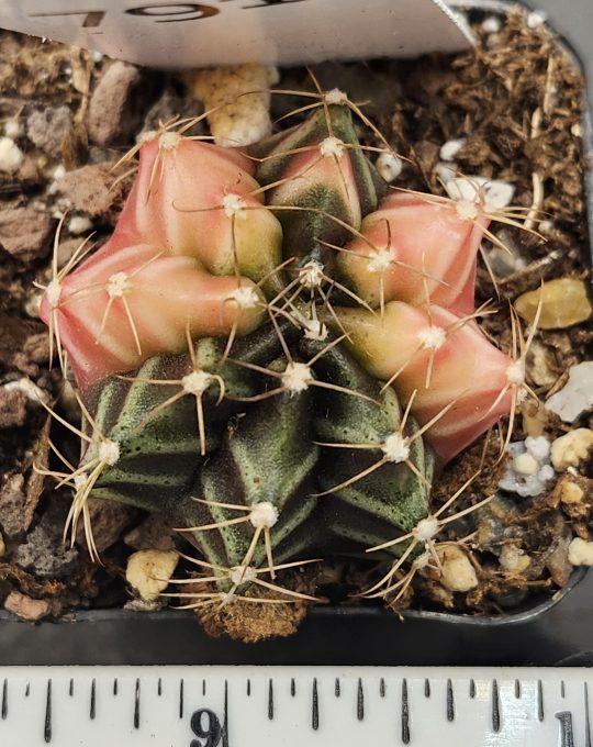 Gymnocalycium Mihanovichii Variegated Deep Green and Baby Pink #7910