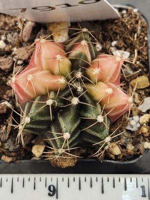 Gymnocalycium Mihanovichii Variegated Deep Green and Baby Pink #7910