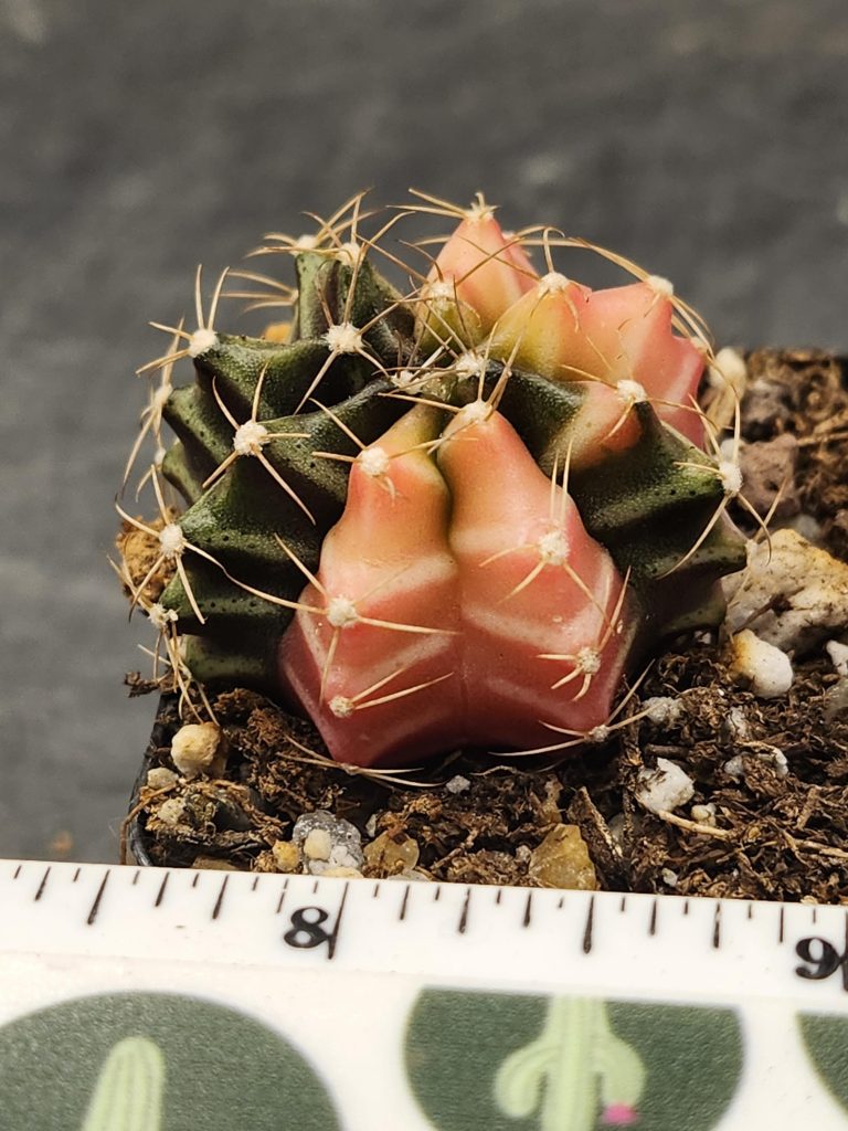 Gymnocalycium Mihanovichii Variegated Deep Green and Baby Pink #7910 - Image 2