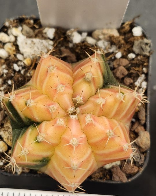 Gymnocalycium Mihanovichii Variegated Full Yellow with Slight Green Bottom Half #7911