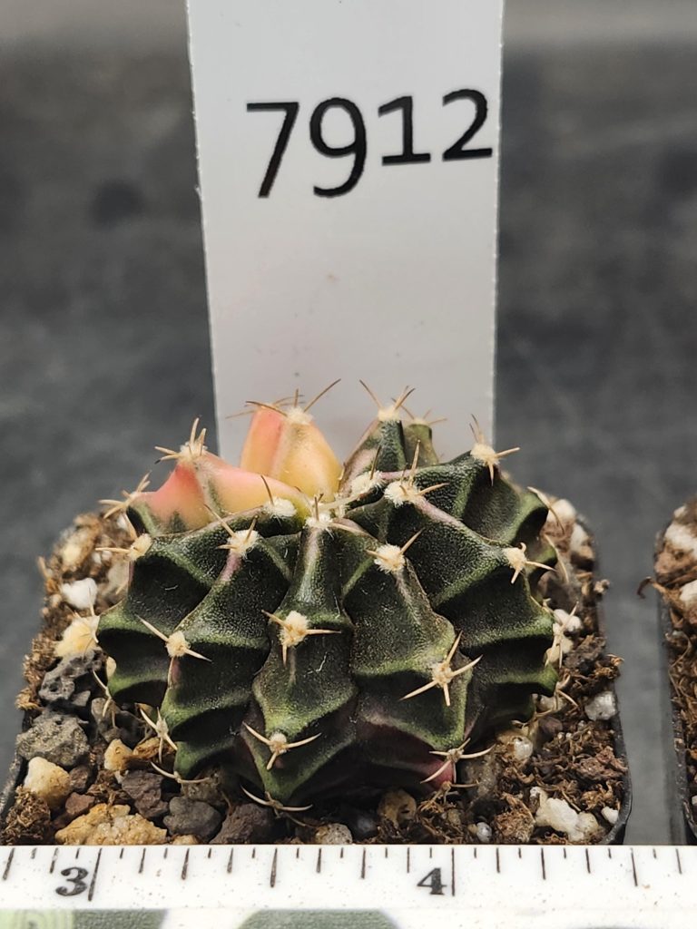 Gymnocalycium Mihanovichii Variegated Dark Goth Style Cactus #7912 - Image 3