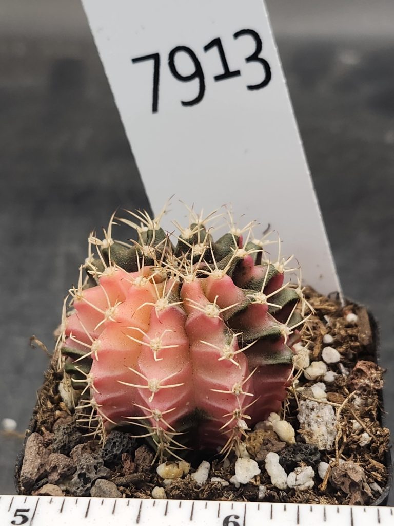 Gymnocalycium Mihanovichii Variegated Tall Small Spiked Pink and Green #7913 - Image 3