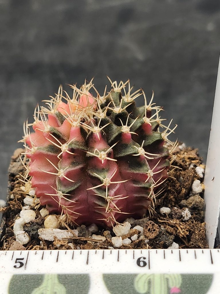 Gymnocalycium Mihanovichii Variegated Tall Small Spiked Pink and Green #7913 - Image 2