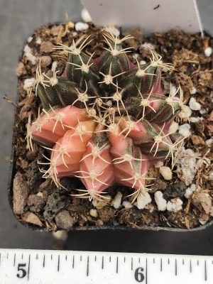 Gymnocalycium Mihanovichii Variegated Tall Small Spiked Pink and Green #7913