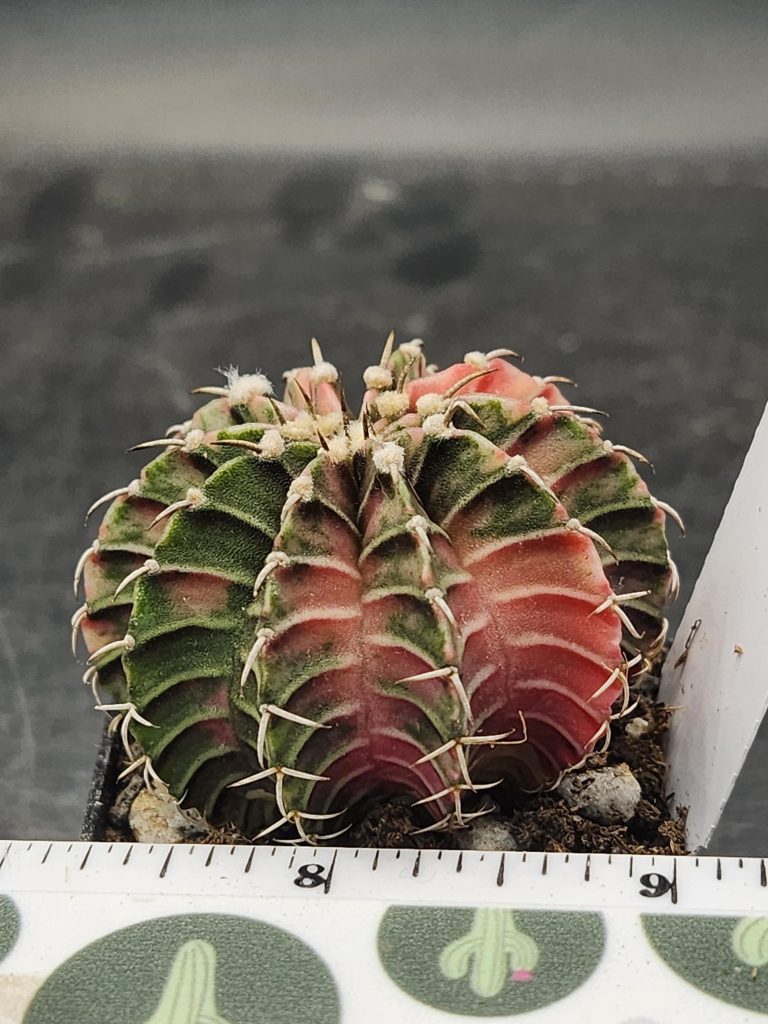 Gymnocalycium Mihanovichii Variegated Forrest Green Coral Pink Cactus #7914 - Image 2