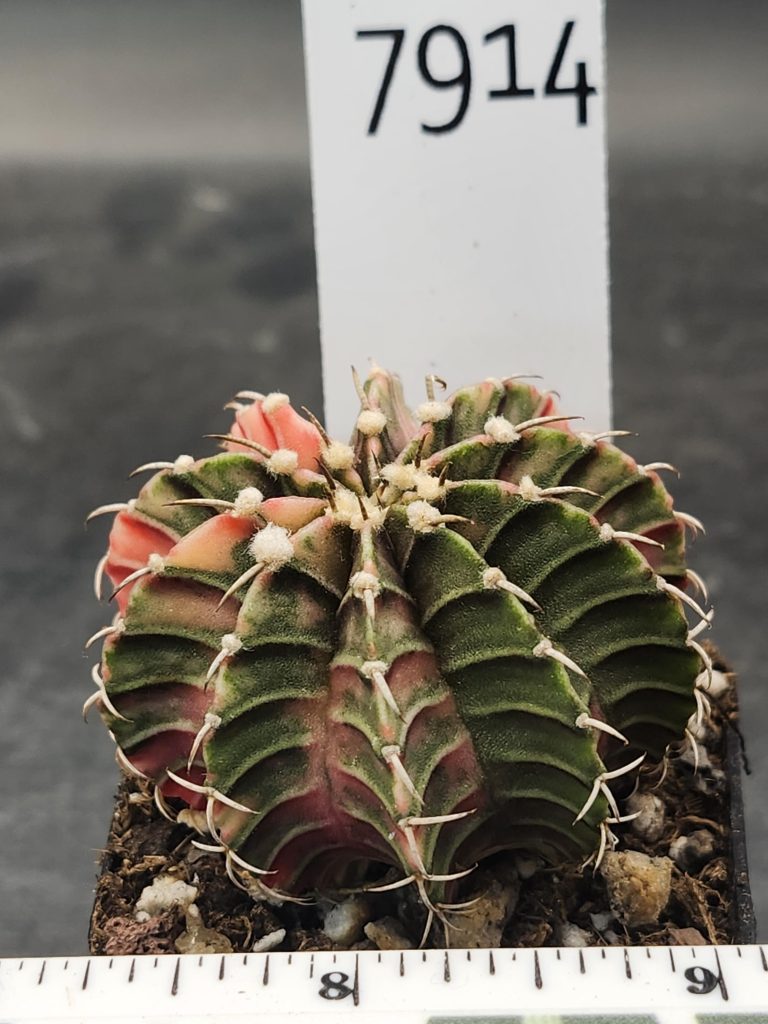 Gymnocalycium Mihanovichii Variegated Forrest Green Coral Pink Cactus #7914 - Image 3