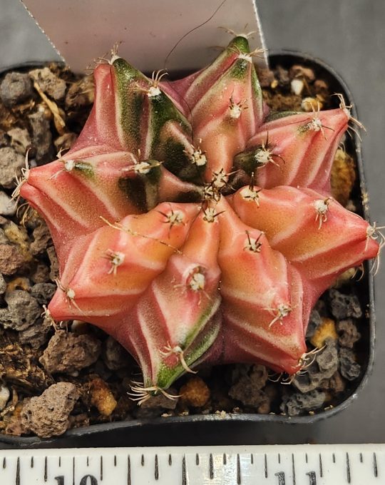 Gymnocalycium Mihanovichii Variegated Peachy Pink Cactus with Hints of Green #7915