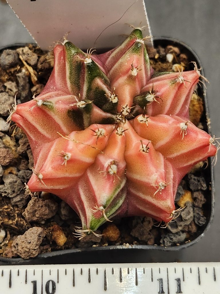 Gymnocalycium Mihanovichii Variegated Peachy Pink Cactus with Hints of Green #7915