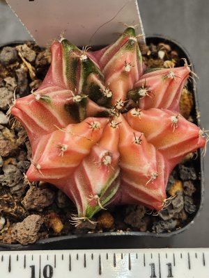 Gymnocalycium Mihanovichii Variegated Peachy Pink Cactus with Hints of Green #7915