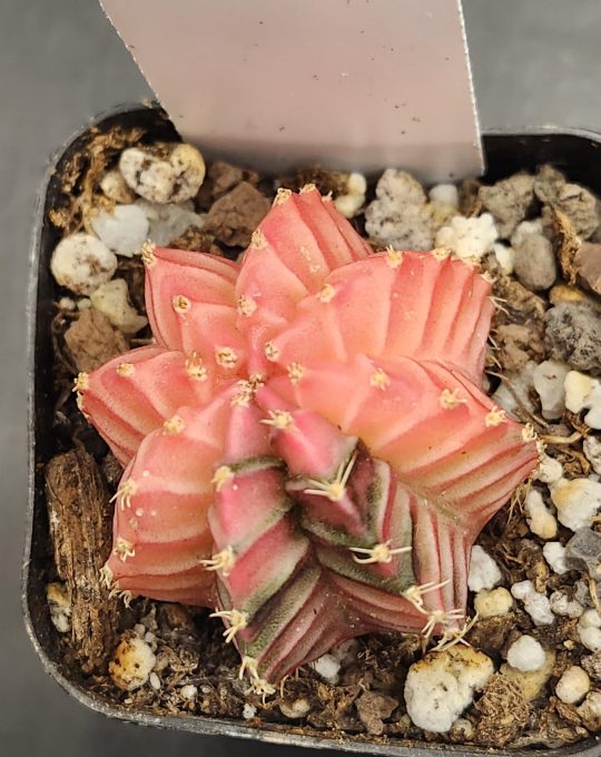 Gymnocalycium Mihanovichii Variegated Pink Small Cheveron Cactus #7916