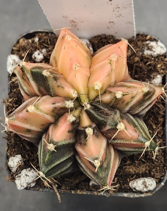 Gymnocalycium Mihanovichii Variegated Light Pink Deep Green Pattern #7917