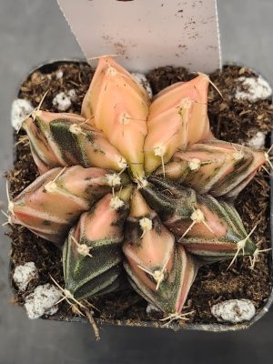 Gymnocalycium Mihanovichii Variegated Light Pink Deep Green Pattern #7917