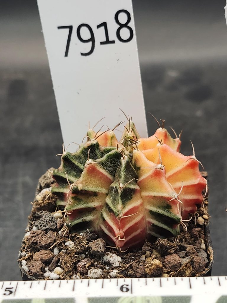 Gymnocalycium Mihanovichii Variegated Star Shaped Orange and Green Cactus #7918 - Image 3