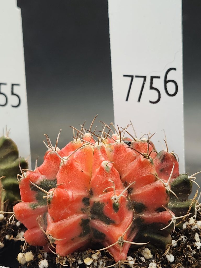 Gymnocalycium Mihanovichii Variegated Bright and stunning yellow, Stunner #7756 - Image 2