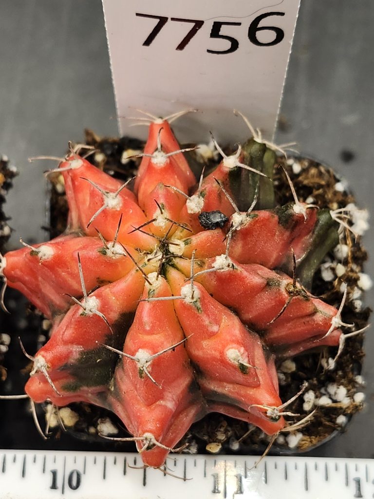 Gymnocalycium Mihanovichii Variegated Bright and stunning yellow, Stunner #7756