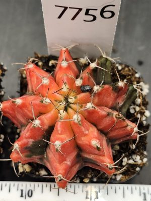 Gymnocalycium Mihanovichii Variegated Bright and stunning yellow, Stunner #7756