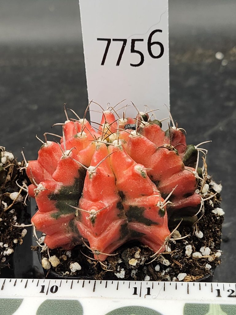 Gymnocalycium Mihanovichii Variegated Bright and stunning yellow, Stunner #7756 - Image 3