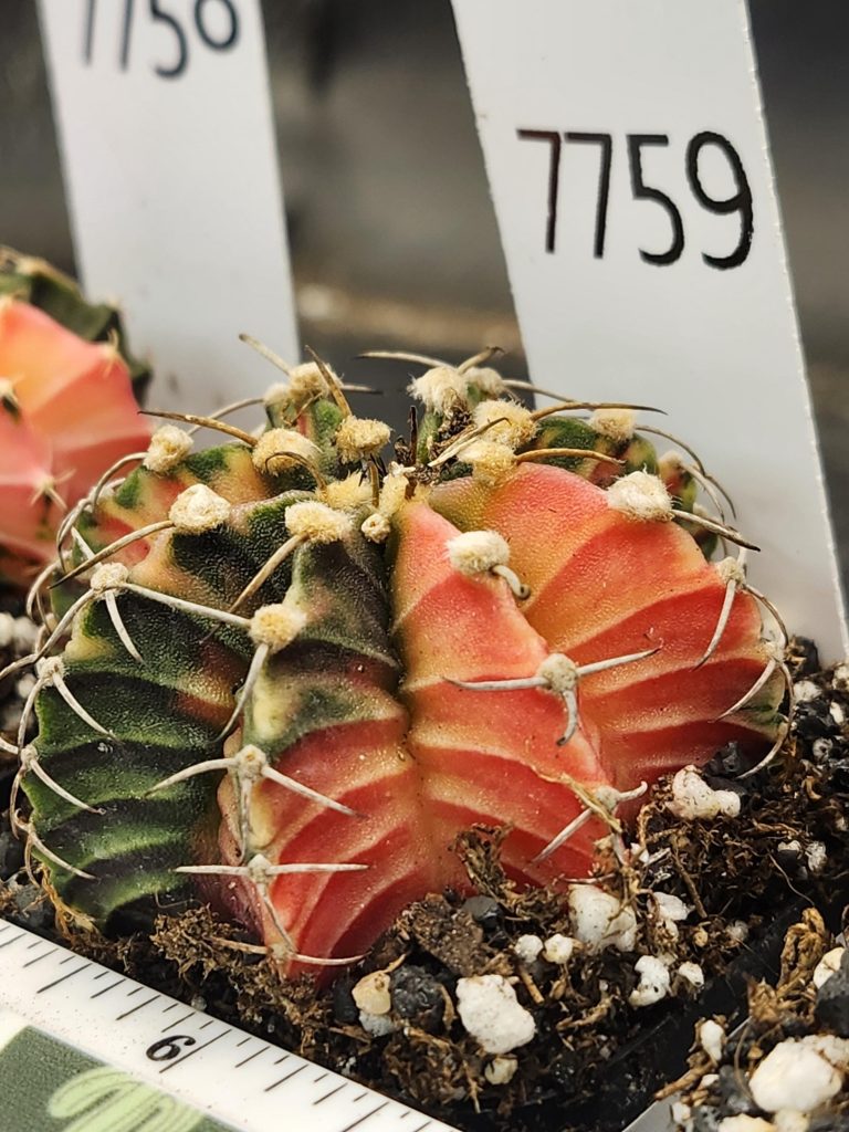 Gymnocalycium Mihanovichii Variegated Cactus Gorgeous ribs and big tufts #7759 - Image 2