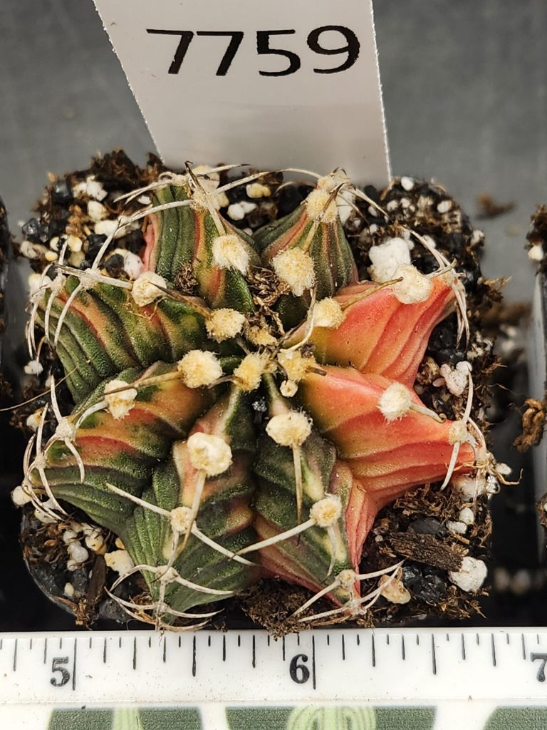 Gymnocalycium Mihanovichii Variegated Cactus Gorgeous ribs and big tufts #7759