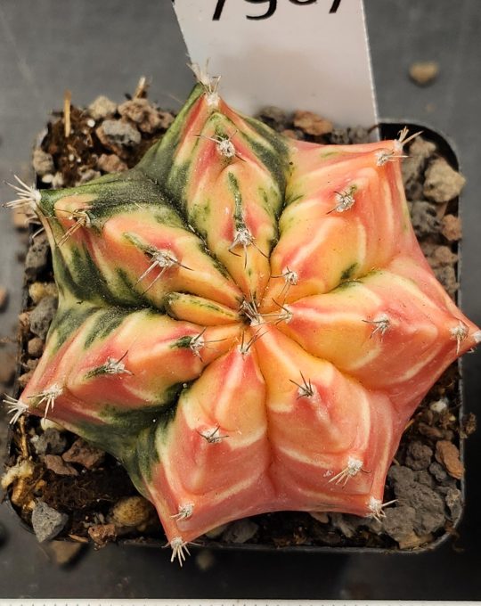 Gymnocalycium Mihanovichii Variegated Peachy Pink and Green with White Cheverons #7967